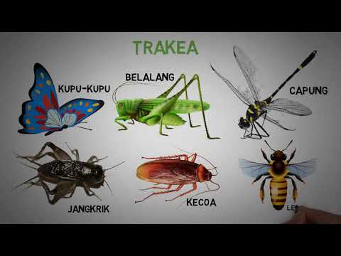 Video: Bagaimana Serangga Bernafas