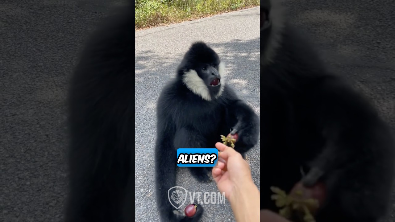 Black Monkey Reunites With His Old Friend PT. 9 🐒