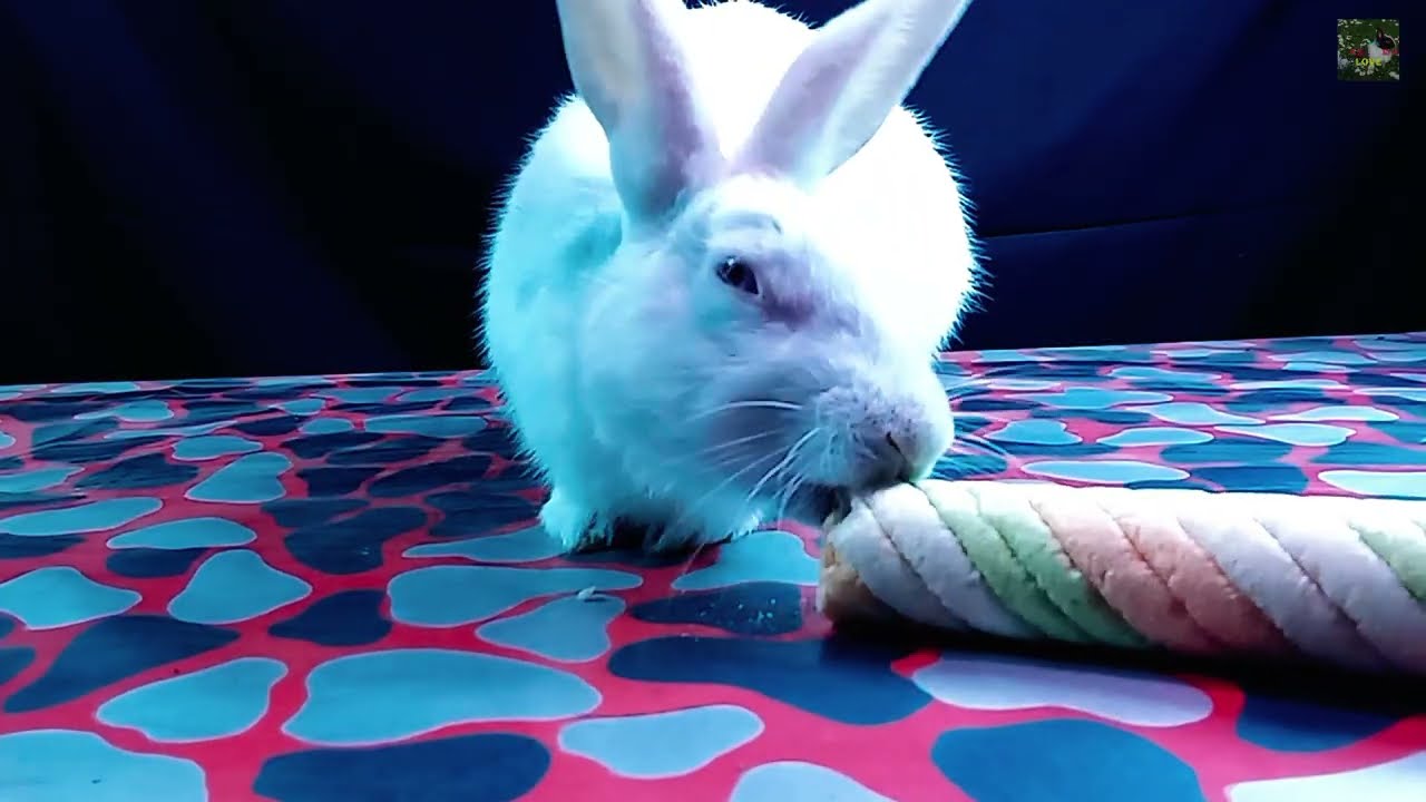 Rabbit eating asmr( Roll ) animal asmr  love asmr 
