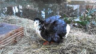 Duck after bath by Bushkata Bu 62 views 9 years ago 1 minute, 26 seconds