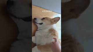 얼마나 피곤하면 사람이 오는데 #corgi #강아지 #웰시코기 #요술공주밍키