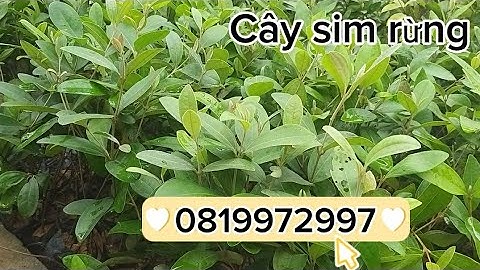 VDO 29/ Cây sim rừng giống giá sỉ cao 20 đến 30 cm/Ship toàn quốc/0819972997