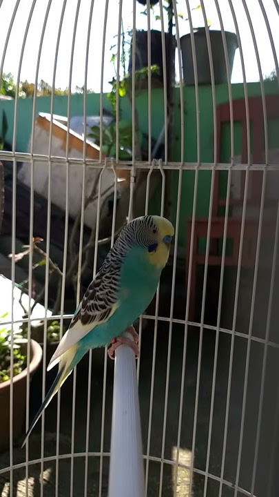 Parkit isian Love Bird suaranya lebih nyaring
