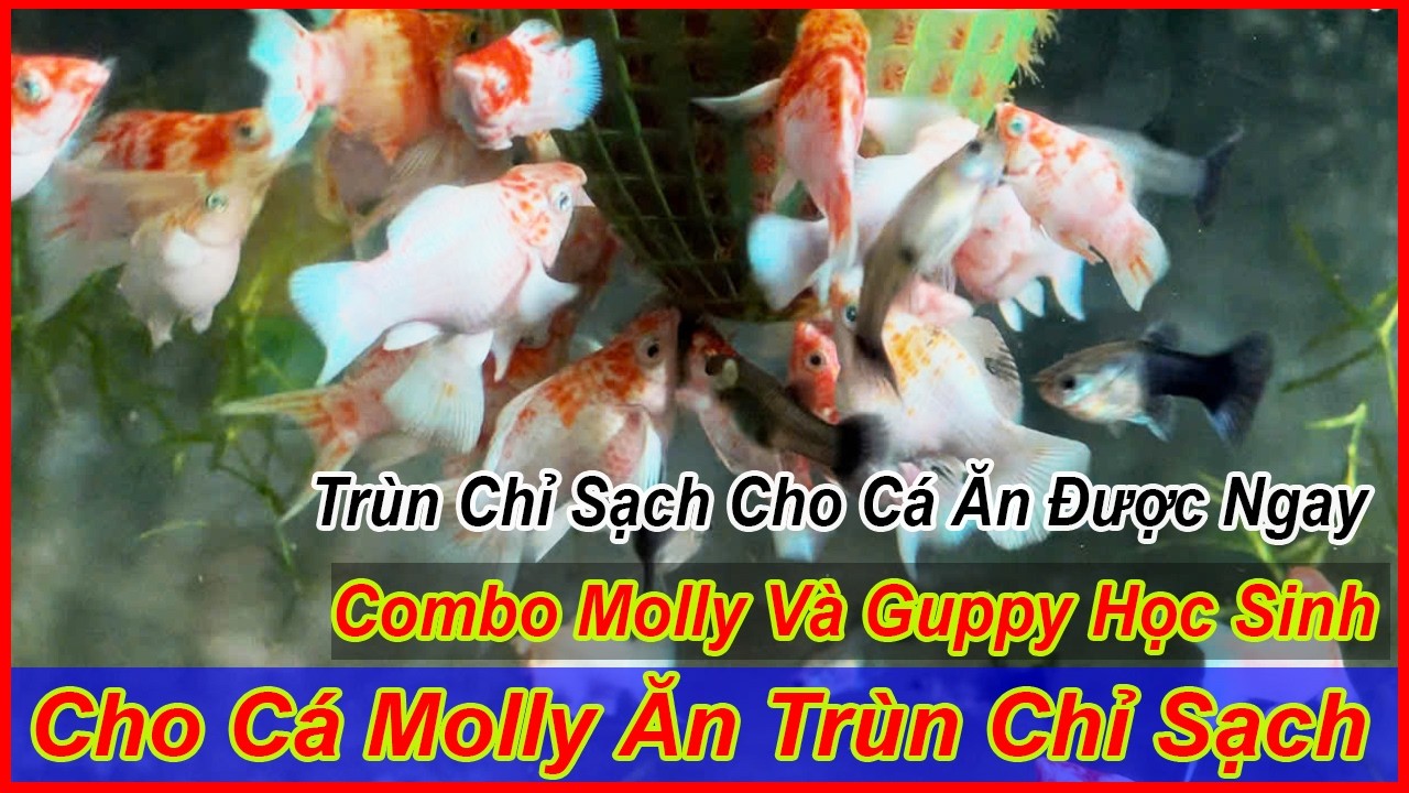 Một buổi cho cá ăn trùn chỉ sạch, một số combo molly và guppy học sinh