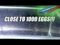 Challenging to Breed and Raise 1000 Neon Tetras by Using Jar Method-Part 1