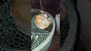 kitty sleep on jar of fish #cat