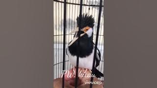 Jalak Suren / jalak suren Isian Tengkek Buto Buka Paruh