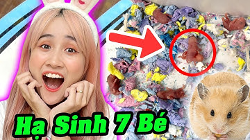 Chuột Hamster Của Vê Đã Hạ Sinh 7 Thiên Thần Nhỏ - Vê Vê Animal