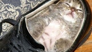 FUNNY VIDEOS: Funny Kittens Falling Asleep  Funny Cats  Kitten Funny Videos Compilation