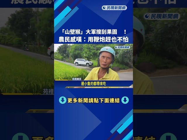 "山壁猴"大軍出沒苗栗苑裡火炎山! 飛簷走壁搜刮果園－民視新聞