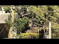 Nana, what a hell! by Marina  ナナちゃん、なにするのよ！マリナ　Chimpanzee  Tama Zoological Park
