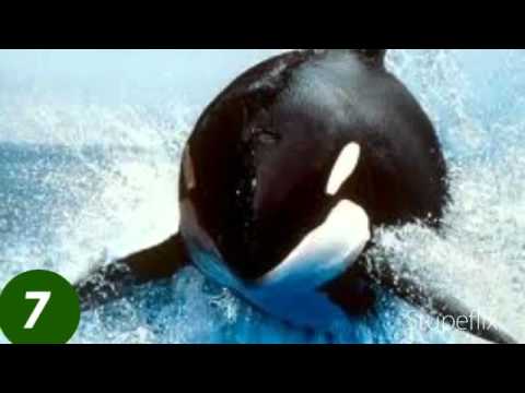 Top 10 most dangerous of animals in the sea! - YouTube