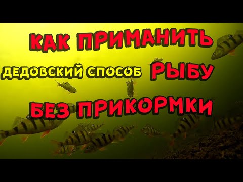 Как приманить рыбу без прикормки дедовский способ