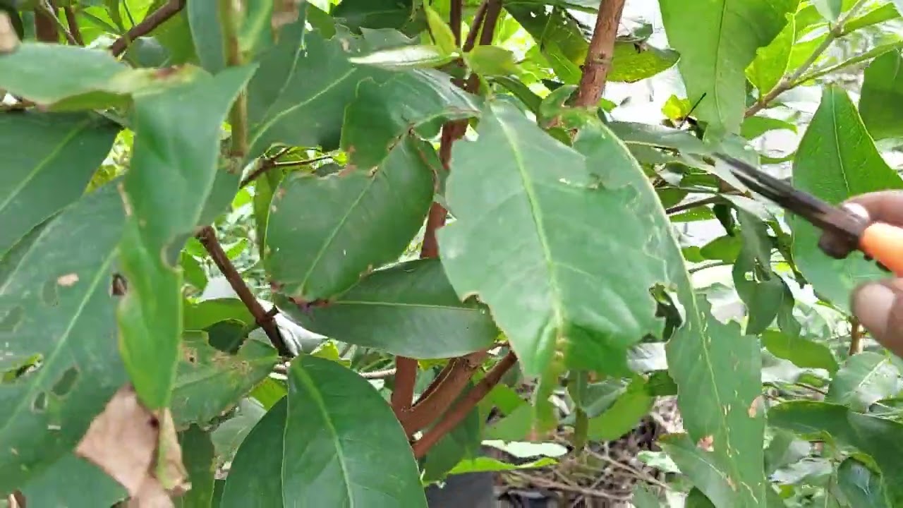 pemangkasan/pruning jambu air agar berbuah