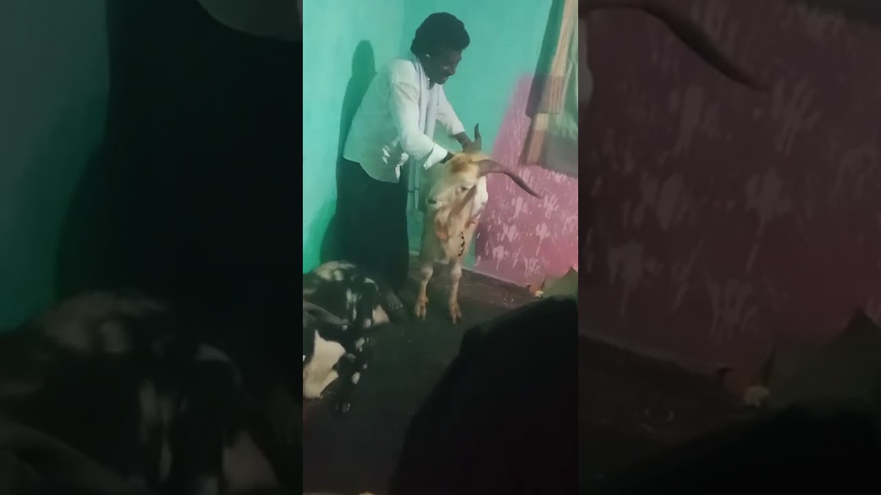 Naidana dhananjay golla chaduvu pn 9963231437🙏🙏🙏 pedda pilli potulu sesha puyadam  2/2/2026🙏🙏🙏