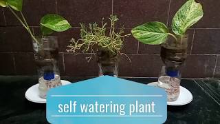 How To Make Self Watering Plant With Waste Bottle
