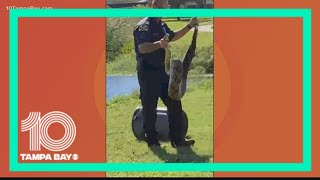 St. Pete police wrangle large ball python from park