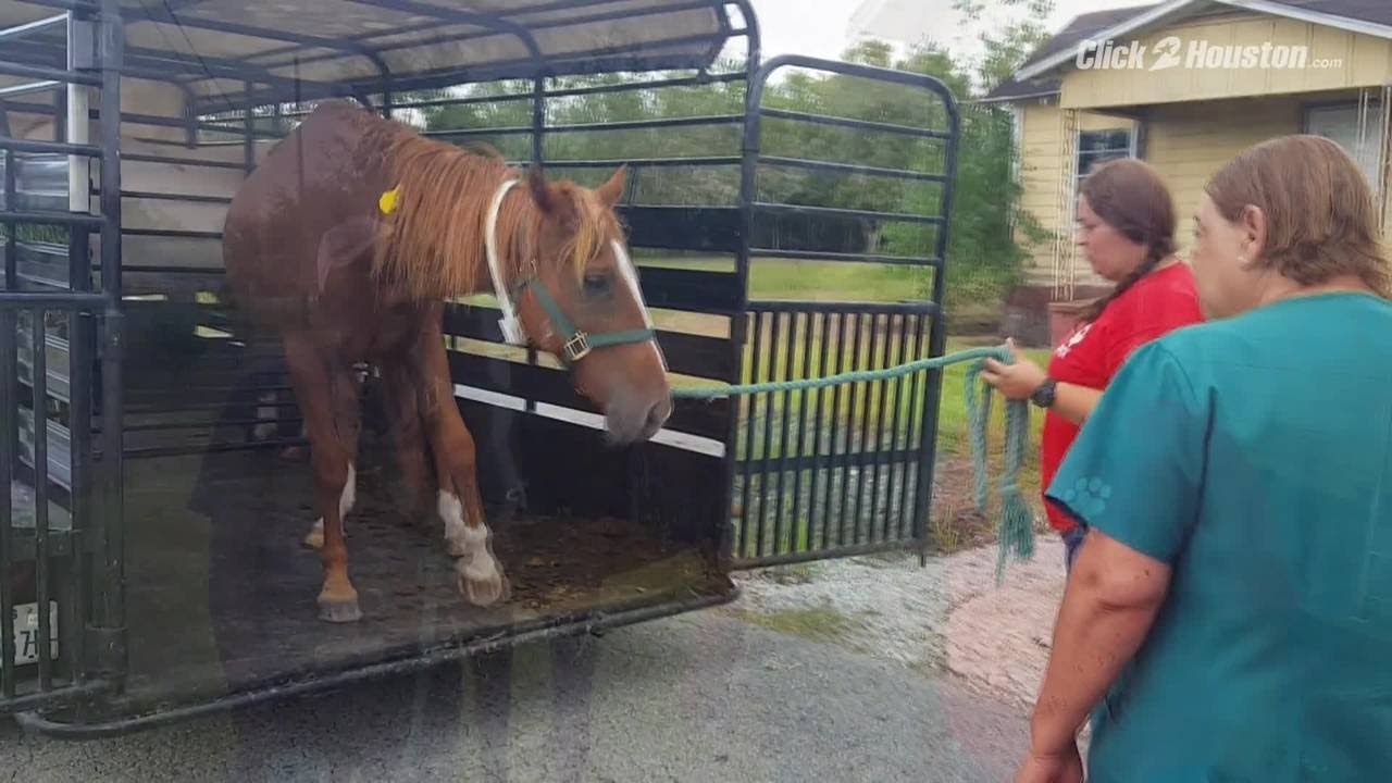 Horse reunites with owners after Harvey YouTube