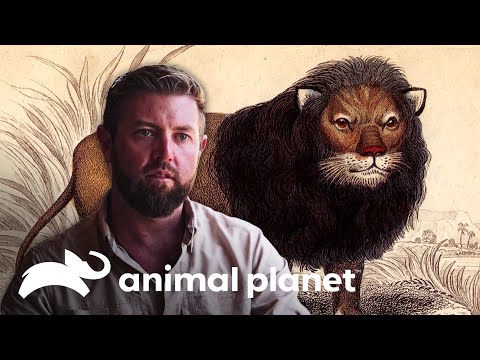 Vídeo: Forrest galante encontrou um animal extinto?