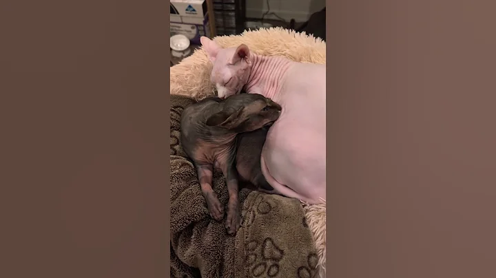 Watch the video about Daddy's boy #nudacris #kong #jgfam #sphynx #nekkid #cat #shorts