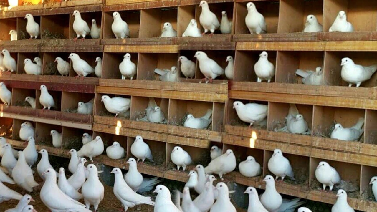Pigeon farm Pigeon loft Breeding fancy pigeons. YouTube