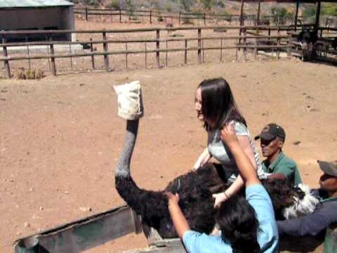Ostrich riding - South Africa