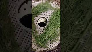 Dehydrating Herbs For Long Term Storage Dill