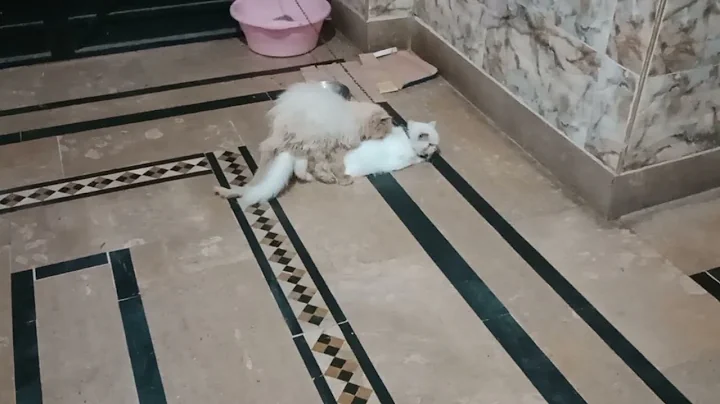 Watch the video about Persian Extreme punch female cat mate peke face cat | / 11 \ #persiancatgujranwala