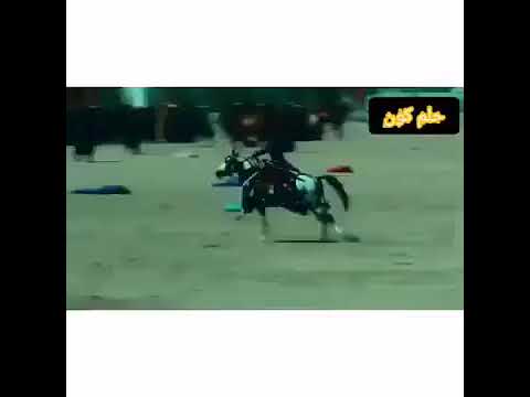 حسين كل توكل طبه جاسم المشيل دون شكراه وياك صدره