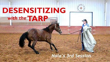 Desensitizing with the Tarp - Colt Starting Series - Nala