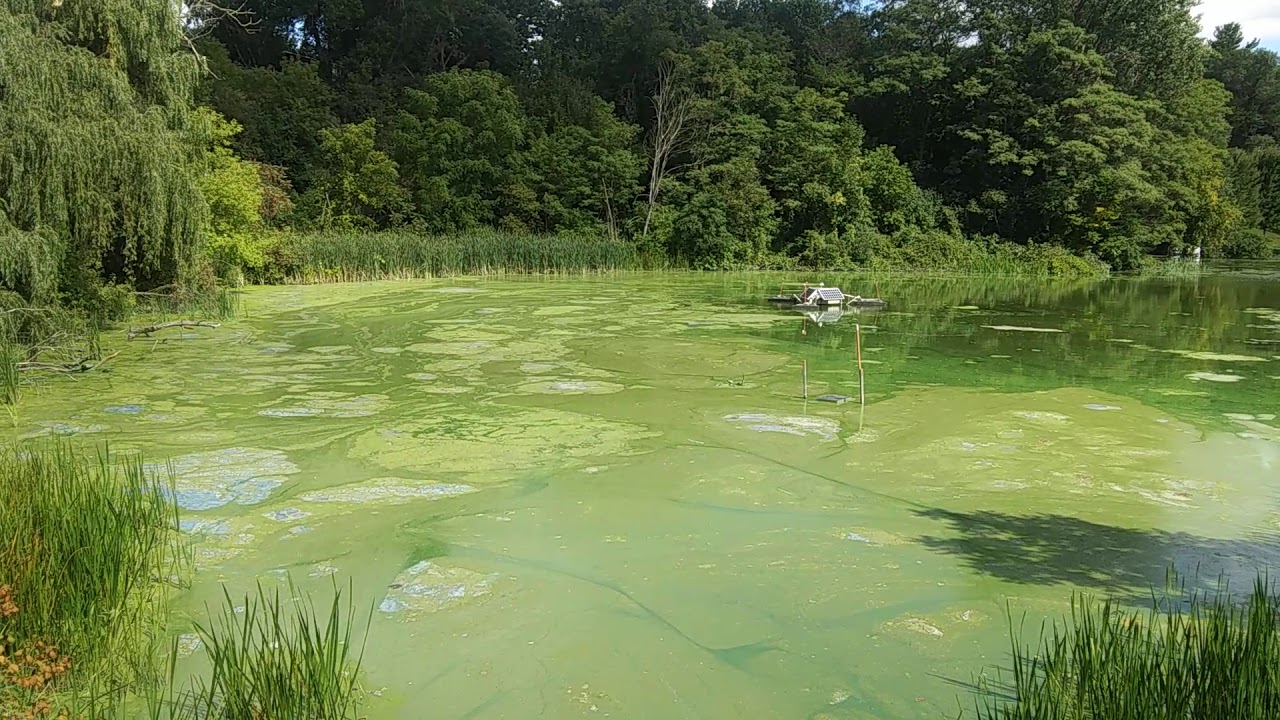 Lake Menomin Dredging Results YouTube