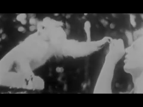 David Attenborough Meets the Temple Monkeys of Bali (1956) | Zoo Quest for a Dragon | BBC Earth