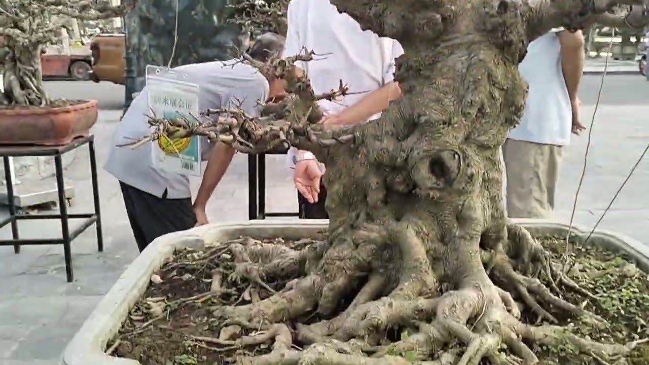 Triển lãm Sinh vật cảnh đền Trần Thương Tỉnh Hà Nam cũ