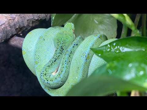 Green Tree Python enclosure