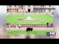 Bear photobombs engagement photoshoot at Biltmore Estates