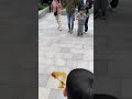 Little guy run away #小 小 #Lingti Dog #Machine Dog #Dog
