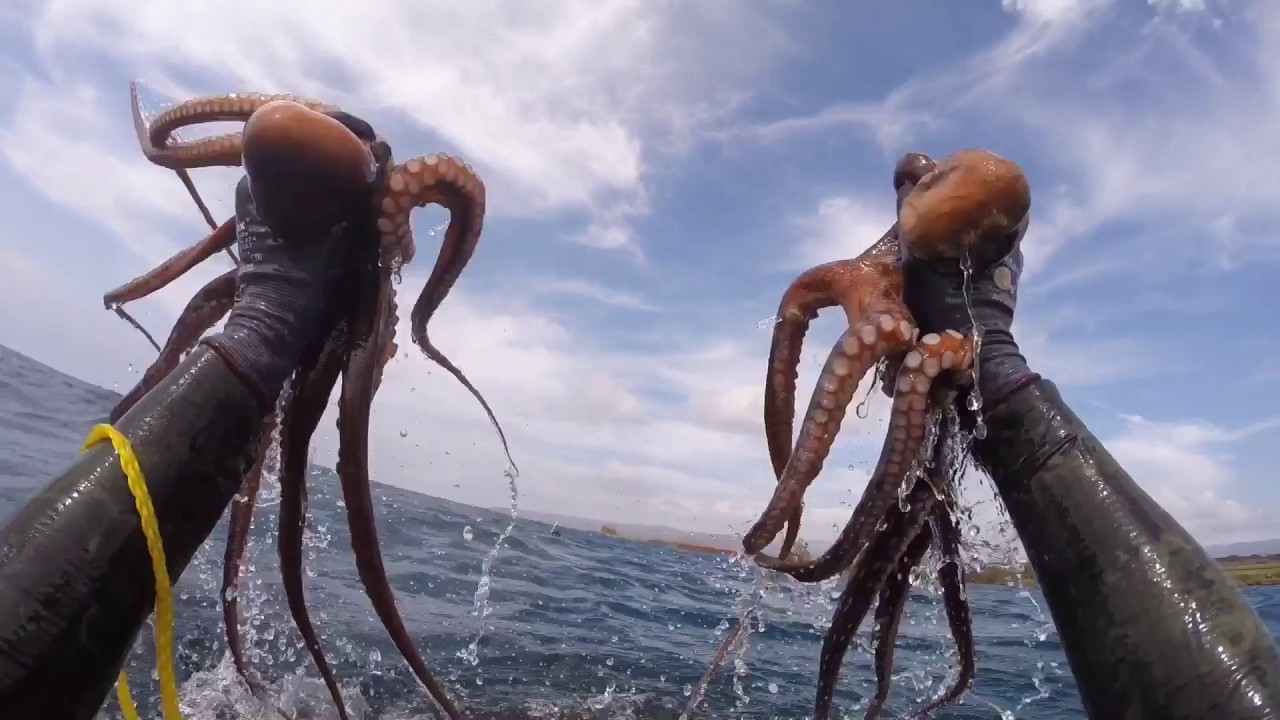 Kauai Spearfishing 2017 YouTube