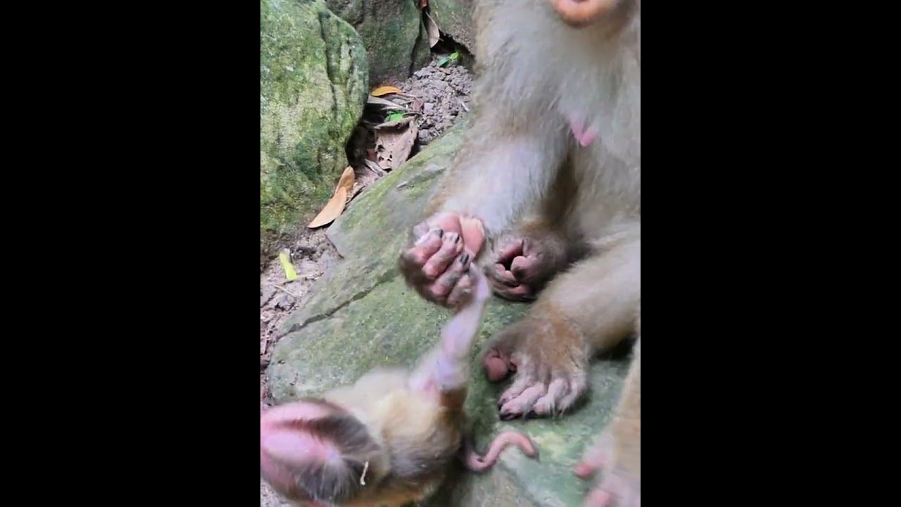 09-08-25 Primate Long tile macaques 002 