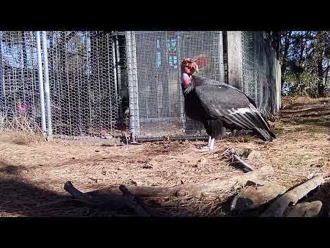 Zoo-reared Condors Take First Wild Flight In California