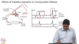 Monosynaptic Reflexes - Part 2 #swayamprabha #ch31sp