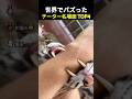 世界でバズったチーター名場面TOP4 🐆