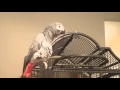 Best Talking African Grey Parrot sings "I'm in love with the Coco"