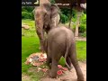 عيد ميلاد صغير الفيل Baby Elephant Birthday Shorts Short Diy Funny Satisfying Sa 