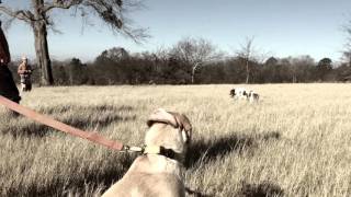 Quail Hunt 2015