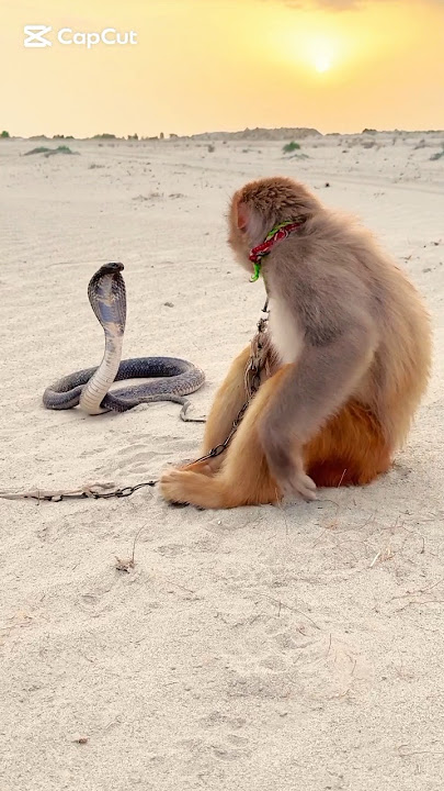 amazing! big cobra naag snake and monkey video #shorts #viralreels