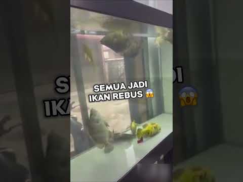 GILA!!.. IKAN PULUHAN JUTA M4TI KARENA INI… #ikan #aquarium #ikanchanna