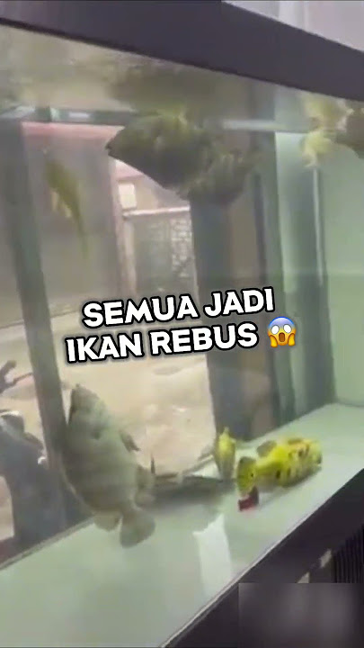 GILA!!.. IKAN PULUHAN JUTA M4TI KARENA INI… #ikan #aquarium #ikanchanna