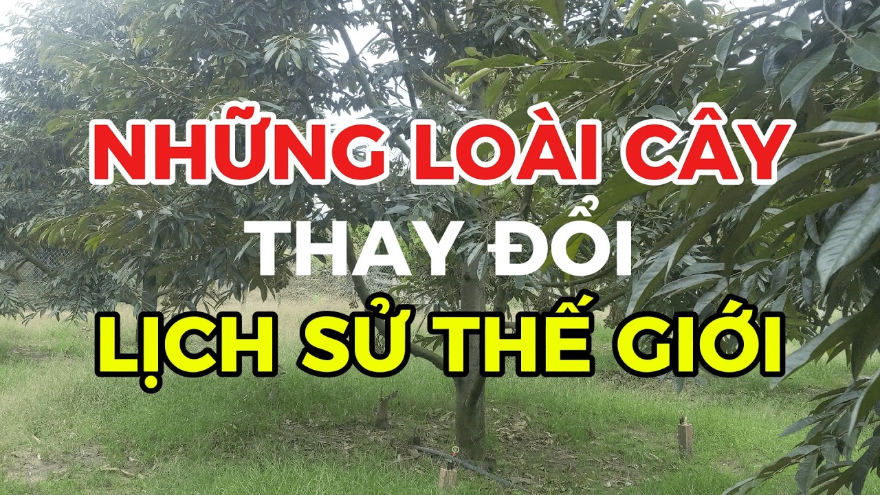 3 Cây công nghiệp thay đổi lịch sử thế giới - Tương lai cây sầu riêng