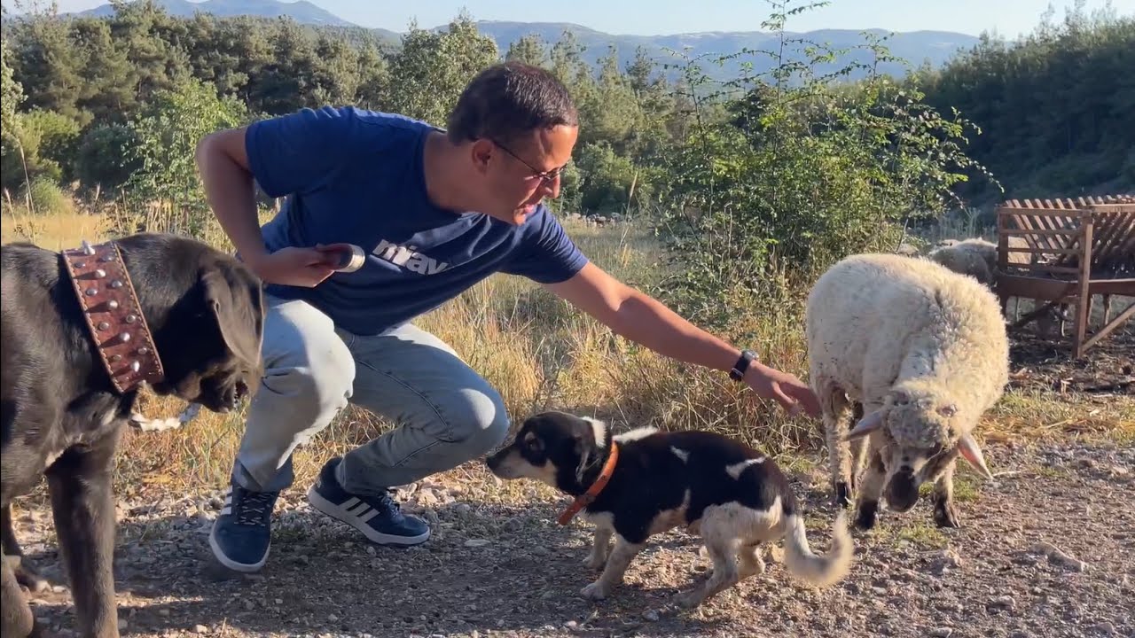 İSTANBULDAN ÖNDER KARDEŞİM BİZİ ZİYARETE GELDİ ÇOK GÜZEL KUŞLAR GETİRMİŞ😀👌