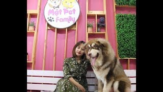 Alaska Giant  Alaska Khổng Lồ  Giá tiền và cách nuôi  Mật Pet Family